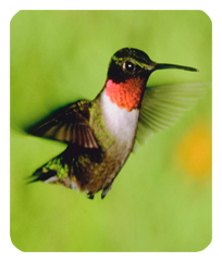 Humming Bird 1